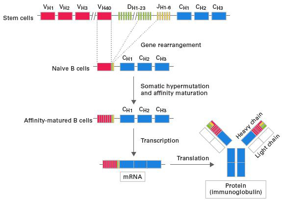 SMARTer Mouse BCR IgG H/K/L Profiling Kit