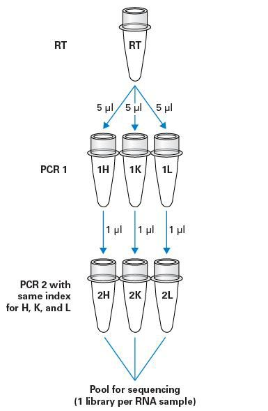 SMARTer Mouse BCR IgG H/K/L Profiling Kit