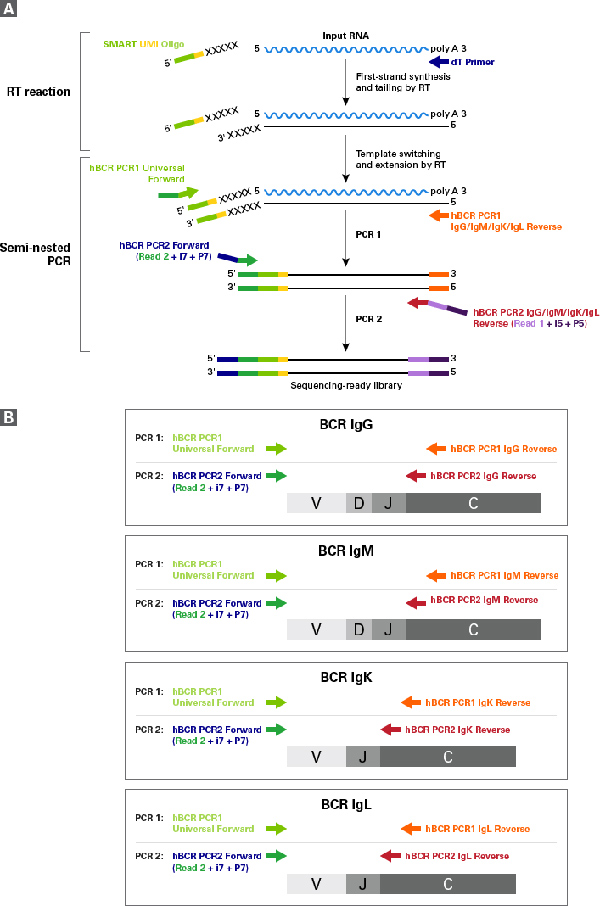 SMARTer Human BCR IgG IgM H/K/L Profiling Kit