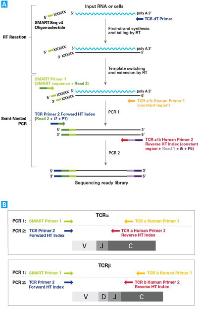 SMARTer Human TCR a/b Profiling Kit