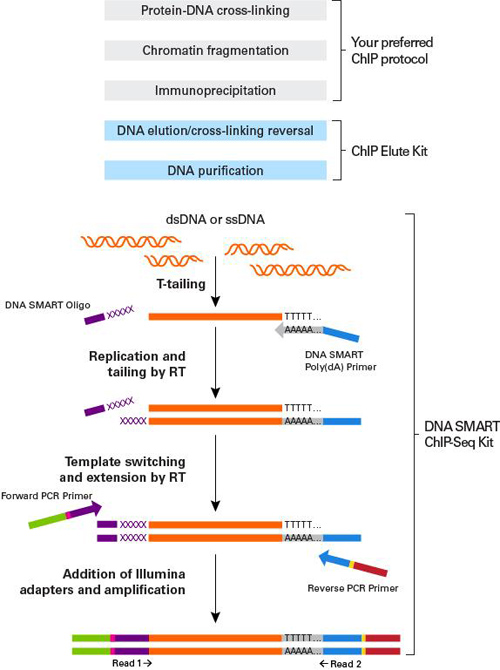 低起始量DNA ChIP-Seq