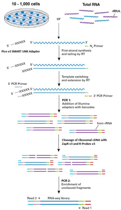 SMARTer Stranded Total RNA-Seq Kit v3 - Pico Input Mammalian