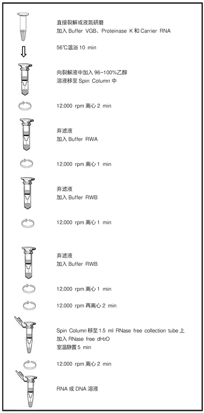 TaKaRa MiniBEST Viral RNA/DNA Extraction Kit Ver.5.0