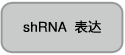 siRNA Ladder Marker