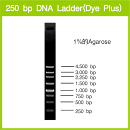 250 bp DNA Ladder (Dye Plus)