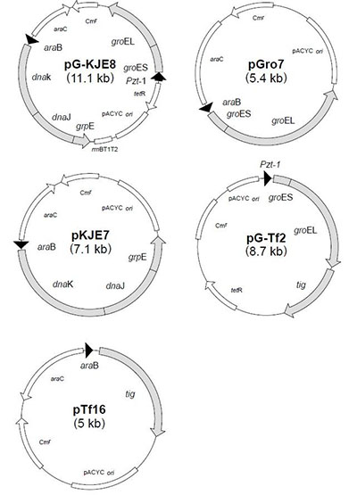 Chaperone Plasmid Set