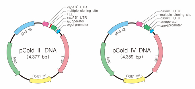 pCold™ Vector Set
