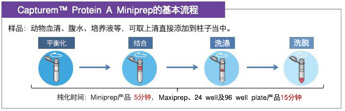 protein A原理的抗体快速纯化柱—Capturem&trade; 膜技术