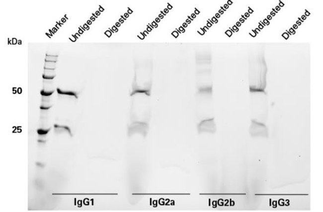 Capturem&trade; Trypsin