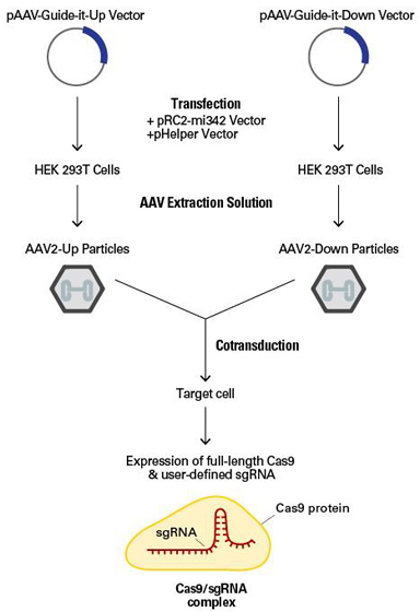 AAVpro&reg; CRISPR/Cas9 Vector System
