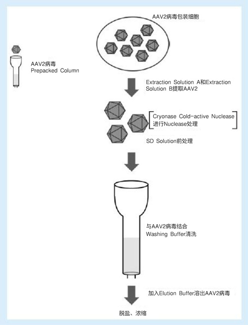AAVpro&reg; Purification Kit (AAV2)