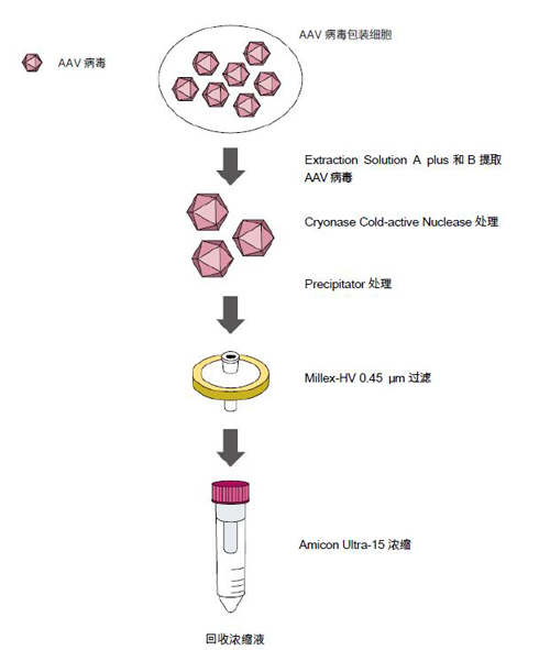 AAVpro&reg; Purification Kit (All Serotypes)