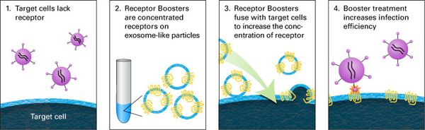 Ecotropic Receptor Booster