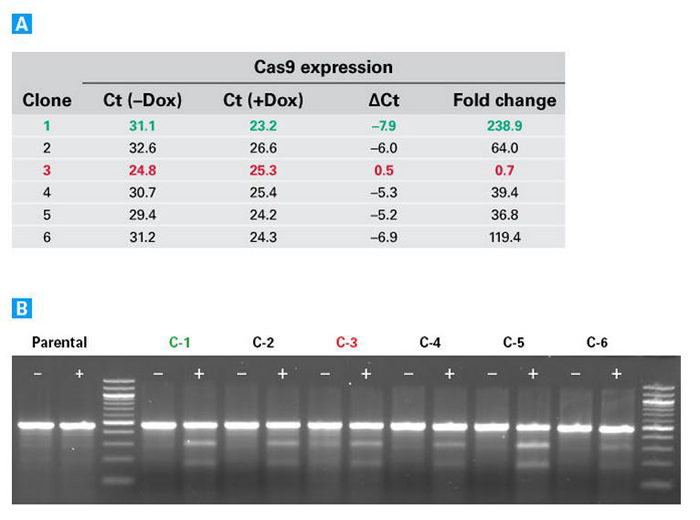 CRISPR/Cas9慢病毒系统