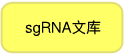 CRISPR全基因组sgRNA文库系统