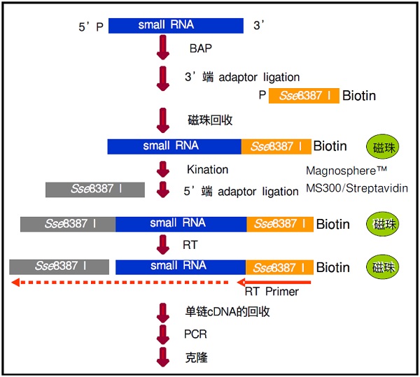 Small RNA Cloning Kit