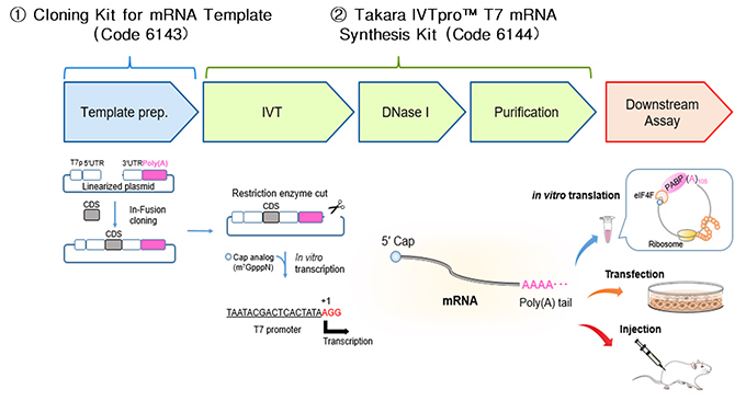 Takara IVTpro&trade; mRNA Synthesis System
