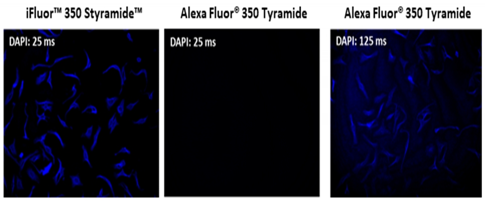 iFluor 555 Styramide超级信号放大成像试剂盒  货号：45270