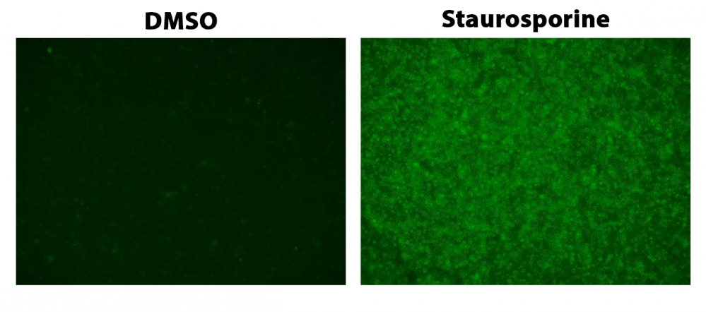 ApoSight™ Green Caspase 3/7 substrate  货号：13290