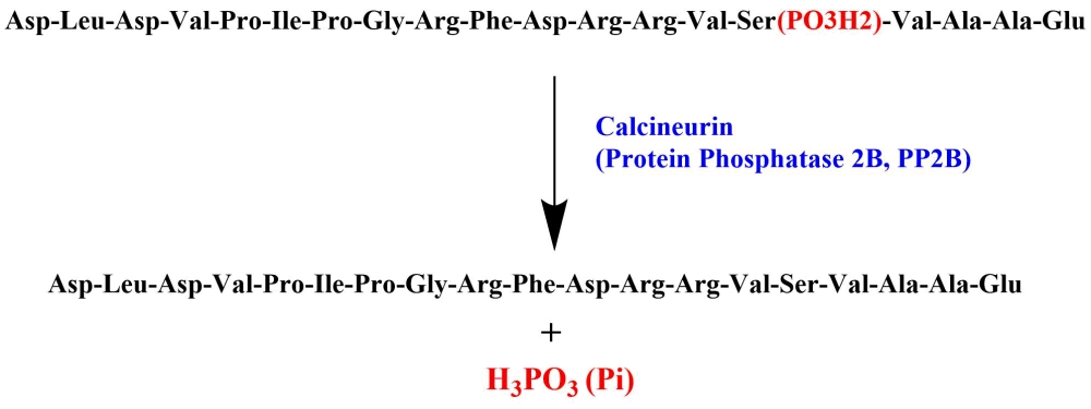 肽底物DLDVPIPGRFDRRVpSVAAE（H-Asp-Leu-Asp-Val-Pro-Ile-Pro-Gly-Arg-Phe-Asp-Arg-Arg-Val-Ser(PO₃H₂)-Val-Ala-Ala-Glu-OH）  货号：31700