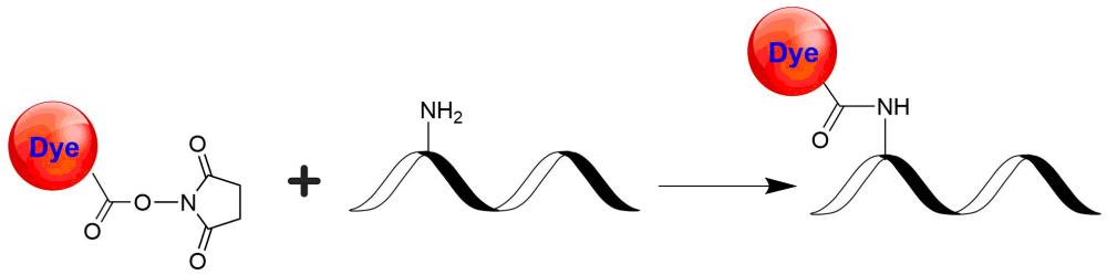 Tide Fluor 8琥珀酰亚胺酯 近红外发射  货号：2338