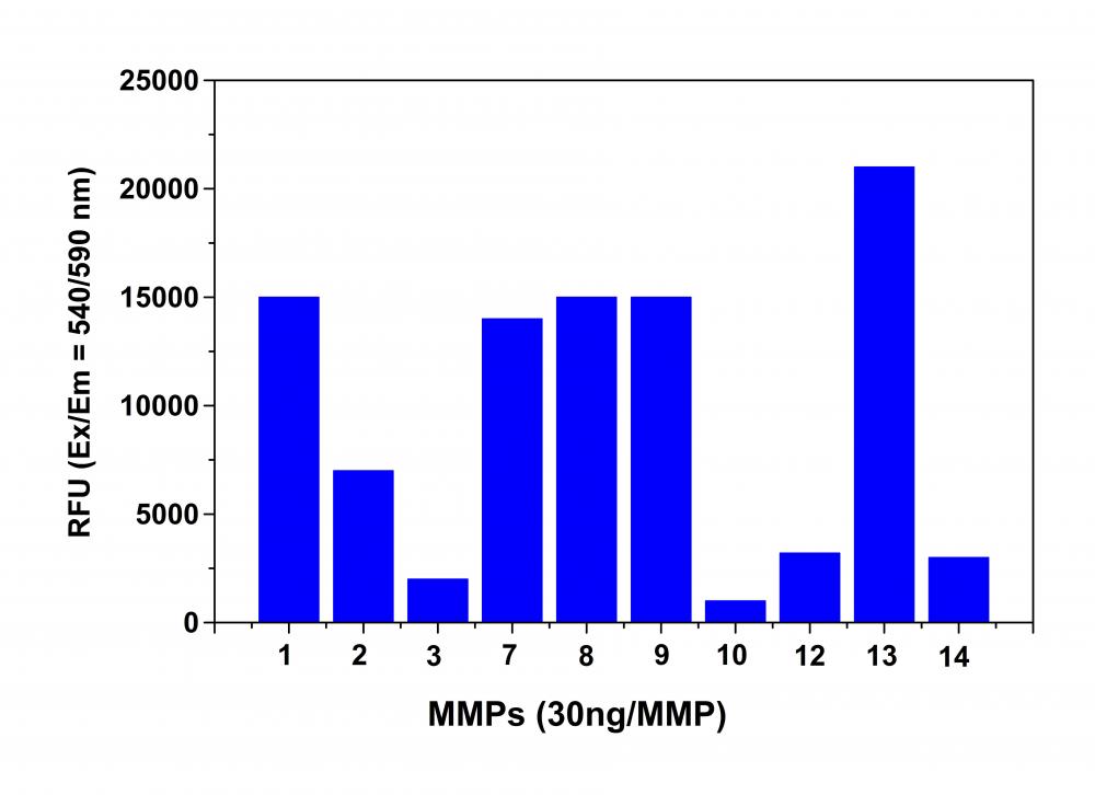 MMP活性检测试剂盒 红色荧光  货号：13511