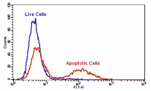 Caspase 3/7活性细胞凋亡检测试剂盒   货号：22823