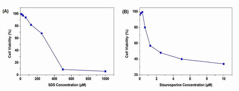 Cell Meter 比色法WST-8细胞定量试剂盒  货号：22771
