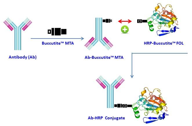 Buccutite 过氧化物酶（HRP）抗体偶联试剂盒   货号：5503