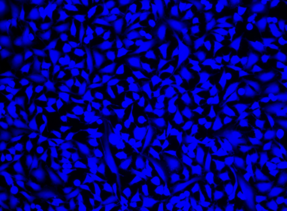 Cell Explorer 活细胞标记试剂盒 蓝色荧光  货号：22606