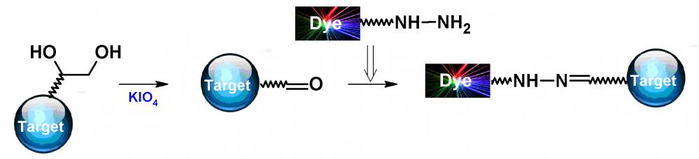 供应AAT Bioquest iFluor 790酰肼  货号：1364