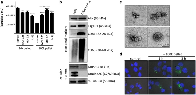 DAPI*10mM水溶液*  货号：17507