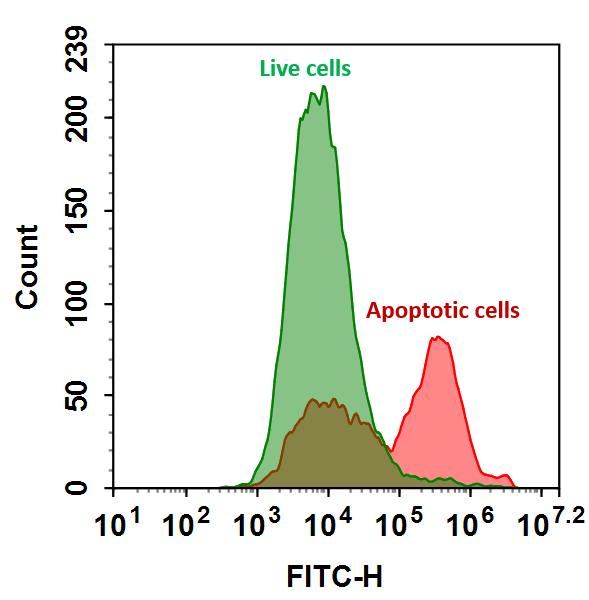 Annexin V, FITC Labeled  货号：20030