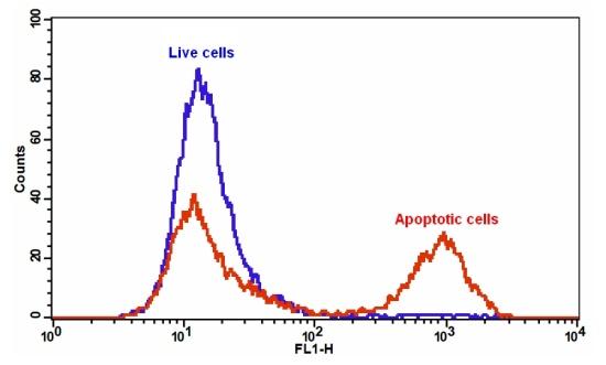 Annexin V-iFluor 488偶联物   货号：20071.