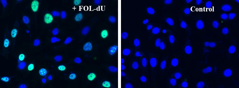 Bucculite dT掺入细胞增殖荧光成像试剂盒  货号：22305