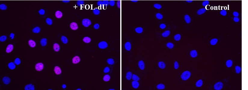 Bucculite dT掺入细胞增殖荧光成像试剂盒  货号：22315