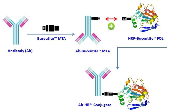 Buccutite 过氧化物酶（HRP）抗体偶联试剂盒   货号：5506