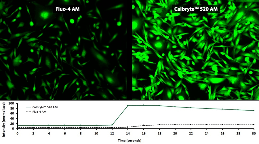 新型钙离子荧光探针Calbryte 520, AM *细胞渗透性*  货号：20653