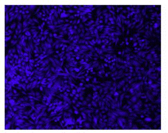 Cell Explorer 活细胞标记试剂盒 蓝色荧光  货号：22614