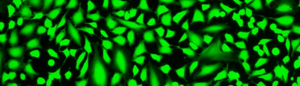 Cell Explorer 活细胞标记试剂盒 绿色荧光  货号：22607