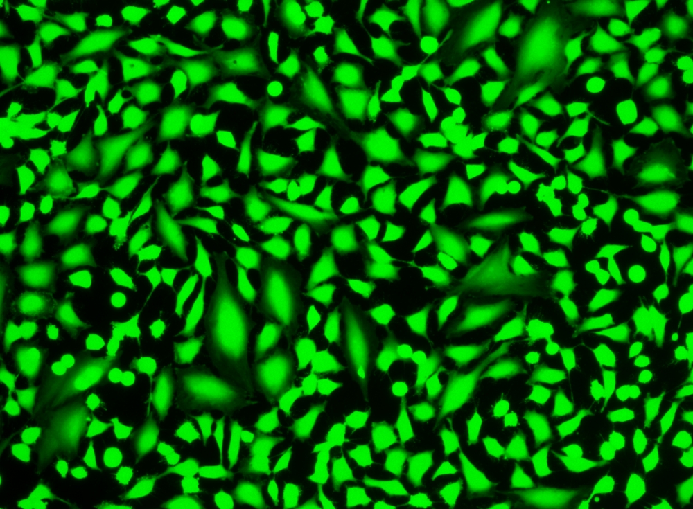 Cell Explorer 活细胞标记试剂盒 绿色荧光  货号：22607