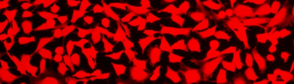 Cell Explorer 活细胞标记试剂盒 红色荧光  货号：22609