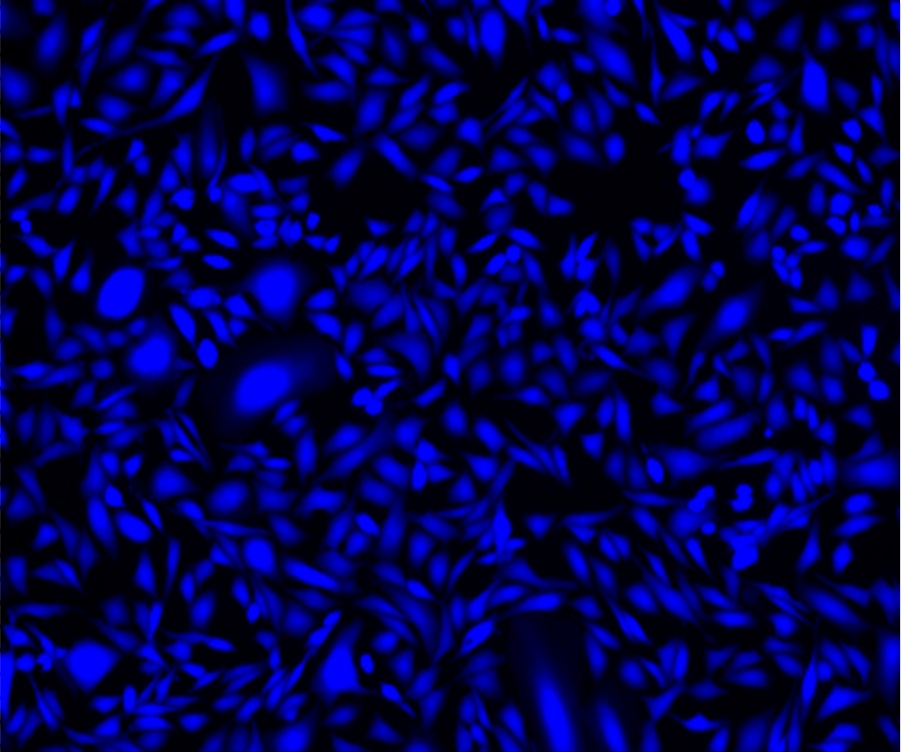 Cell Explorer 活细胞示踪试剂盒 蓝色荧光  货号：22620