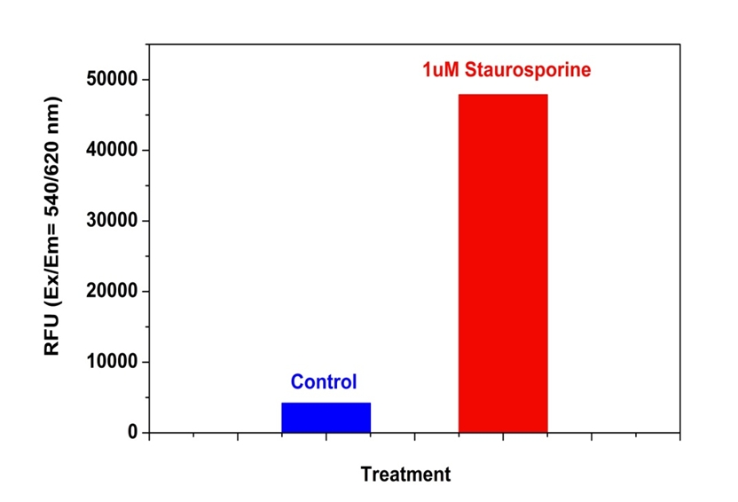 Caspase 3/7活性细胞凋亡检测试剂盒  货号：22797