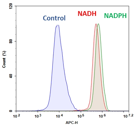 细胞内NADH / NADPH流式细胞分析试剂盒   货号：15296