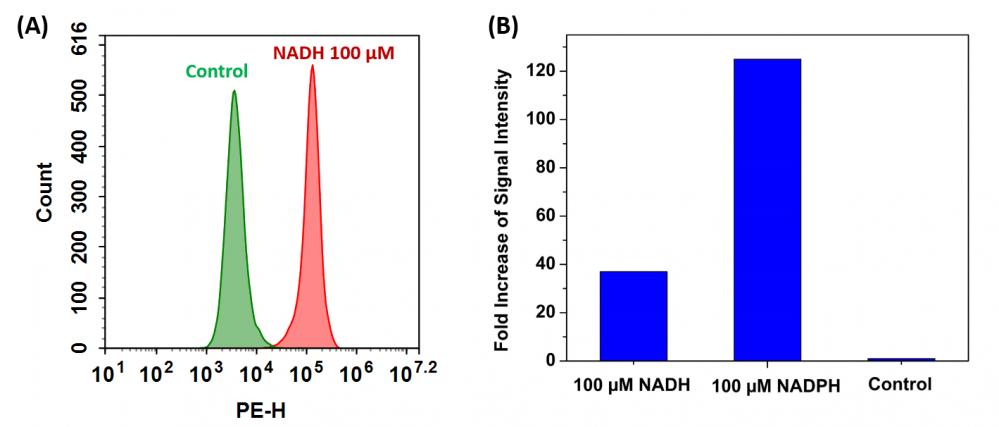 胞内NADH / NADPH流式细胞分析试剂盒  货号：12591
