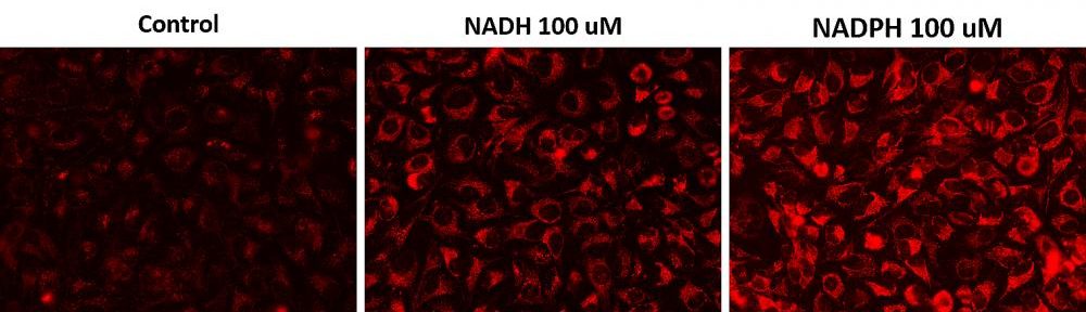 胞内NADH / NADPH荧光成像分析试剂盒  货号：15290