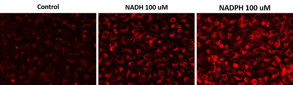 胞内NADH / NADPH荧光成像分析试剂盒  货号：15290
