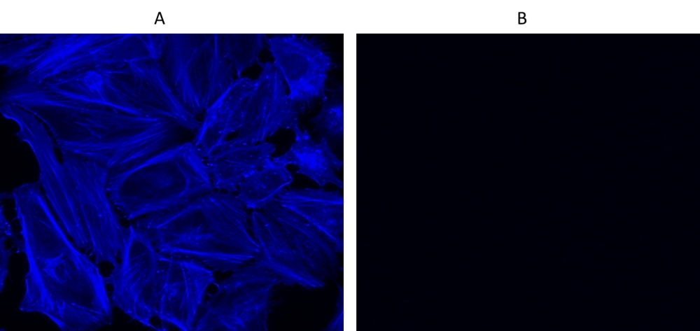 Cell Navigator F-肌动蛋白标记试剂盒 蓝色荧光  货号：22660