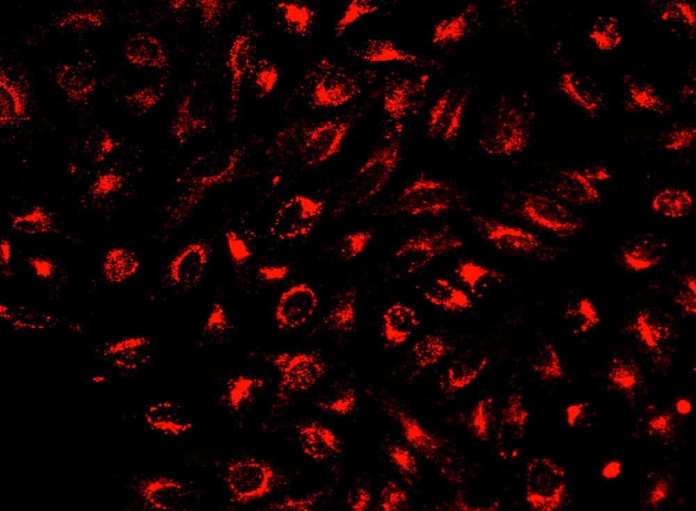 Cell Navigator 溶酶体标记试剂盒 近红外荧光  货号：22652